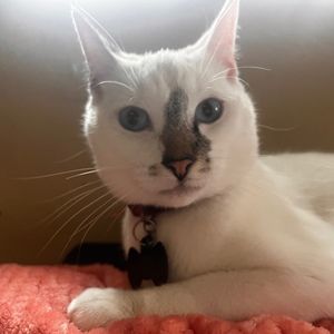 Meet your Posher, Christina